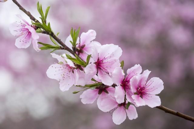最新域名桃花的日常趣事探秘
