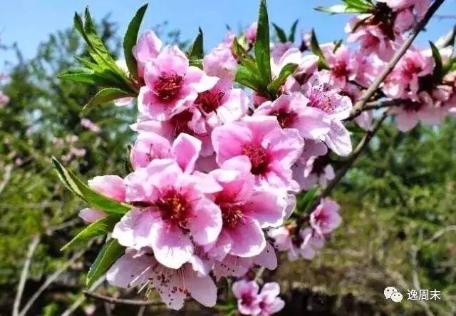 最新域名桃花的日常趣事探秘