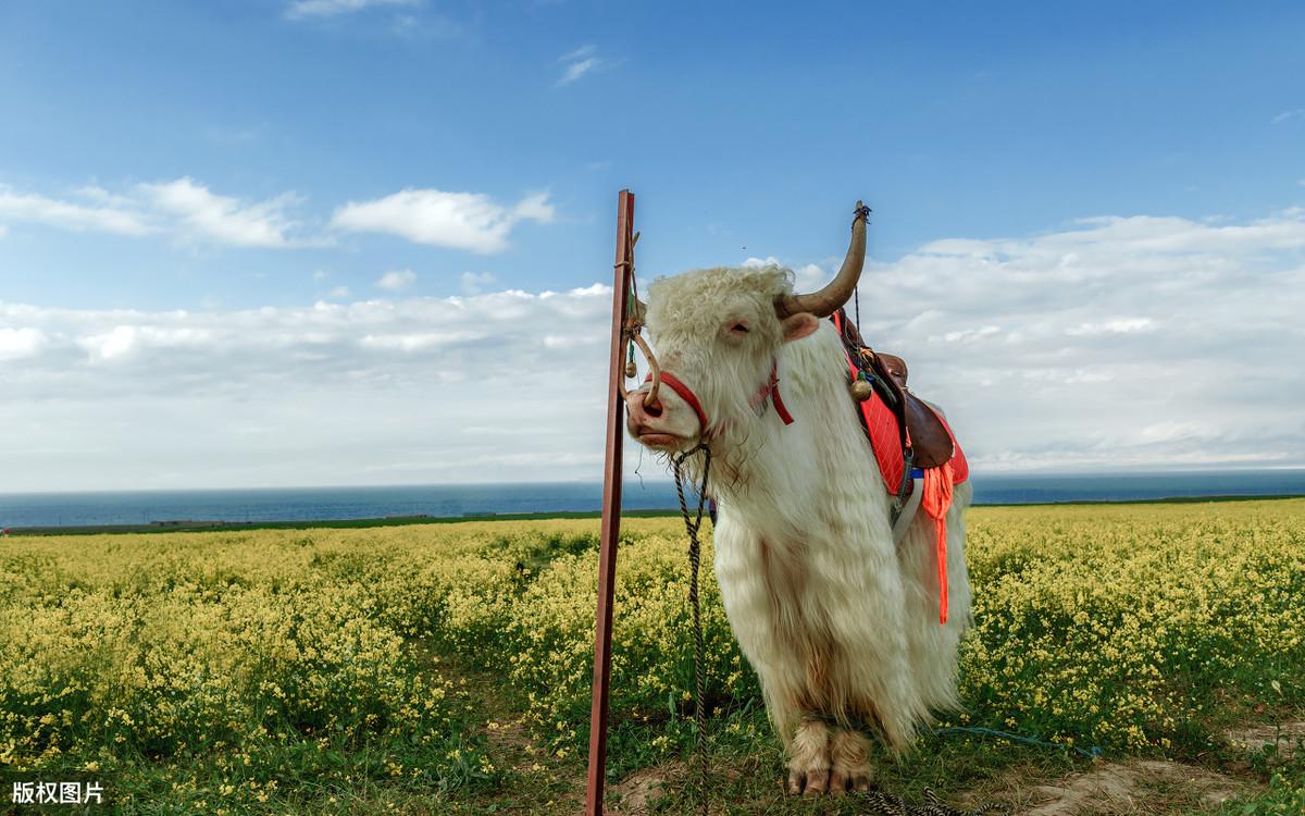 骨髓研究最新進(jìn)展與深度了解學(xué)習(xí)指南