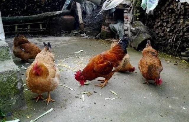 老雞友引領(lǐng)高科技重塑生活體驗(yàn)的時(shí)代風(fēng)潮