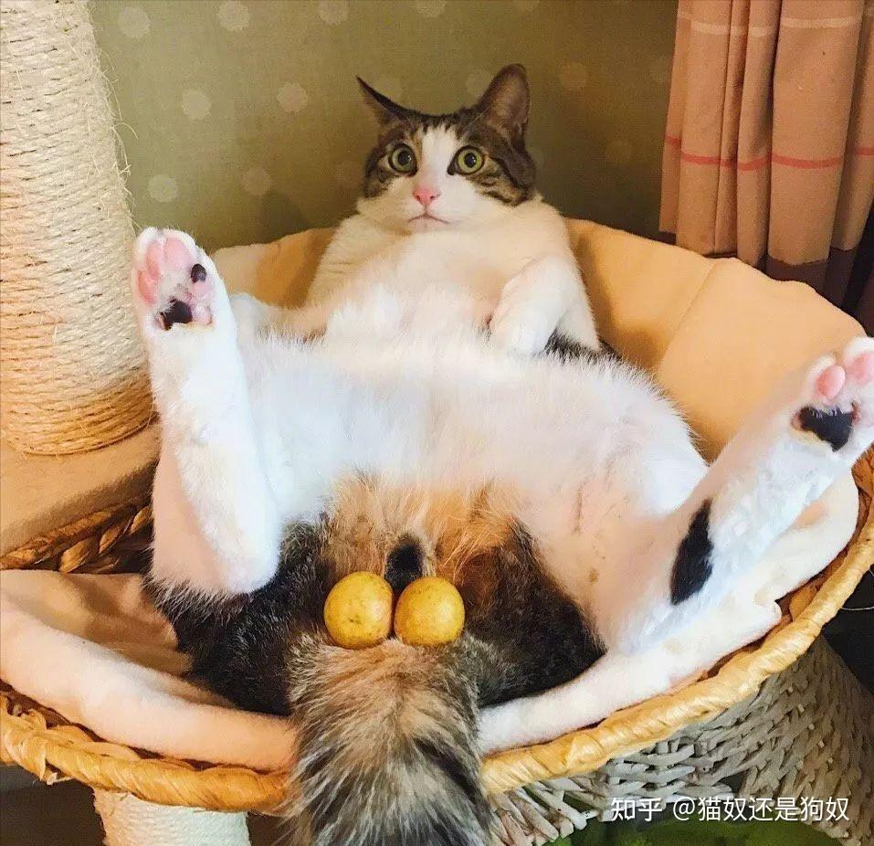 貓咪最新污與美景的親密旅行體驗