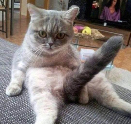 貓咪最新污與美景的親密旅行體驗