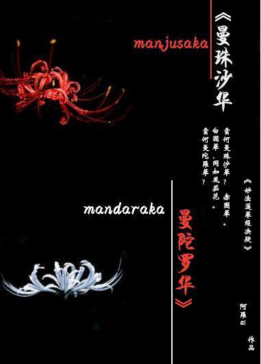 最新沙華現(xiàn)象深度解析與觀點探討