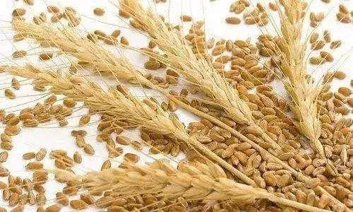 最新豆油報(bào)價(jià)獲取指南及市場行情分析