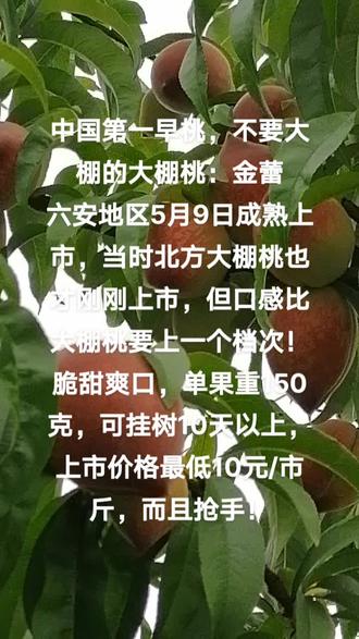碧桃最新行情深度解析