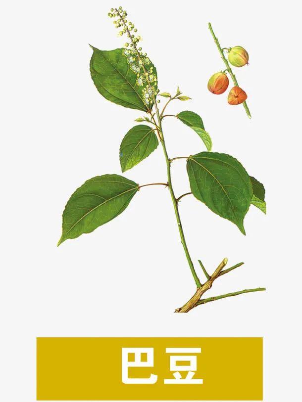 巴豆最新單價(jià)及其論述分析