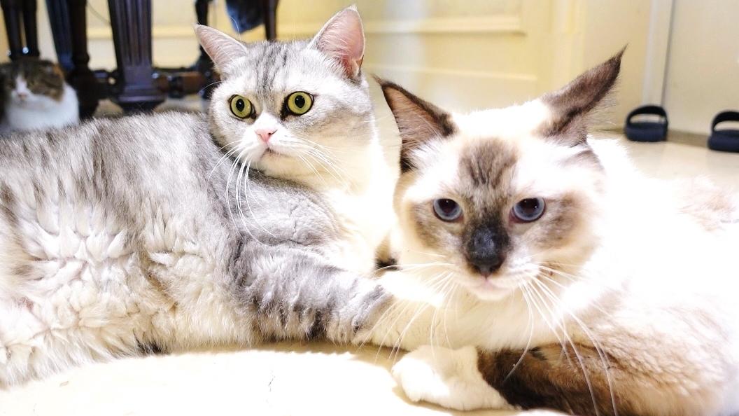 小奶貓最新日常趣事分享