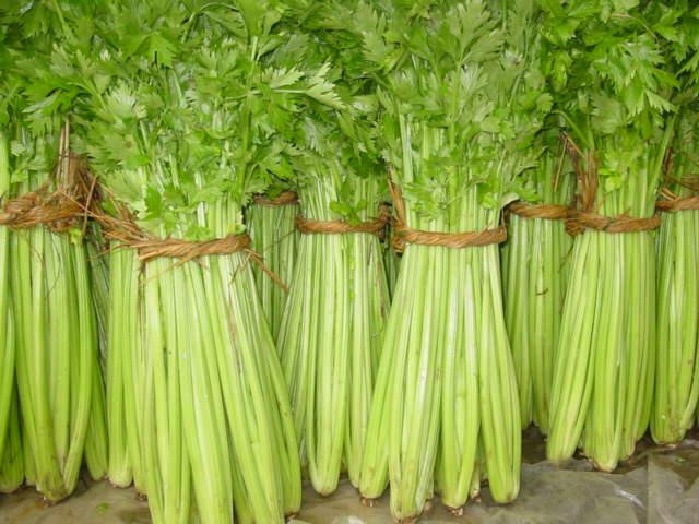 芹菜價格最新行情及分析