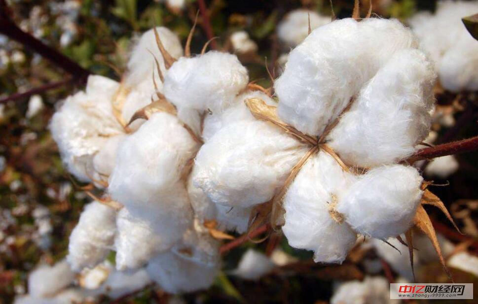 今日棉花最新價格及市場走勢分析與展望