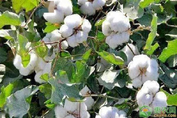 棉花今日最新價(jià)格及市場走勢與各方觀點(diǎn)深度分析