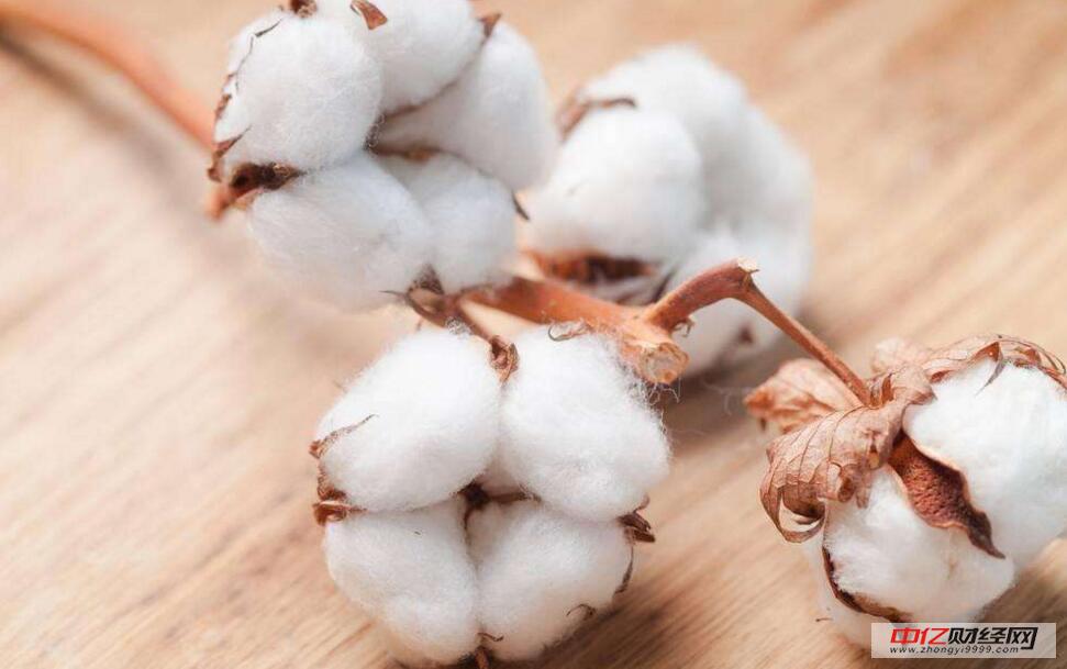 棉花今日最新價(jià)格及市場走勢與各方觀點(diǎn)深度分析