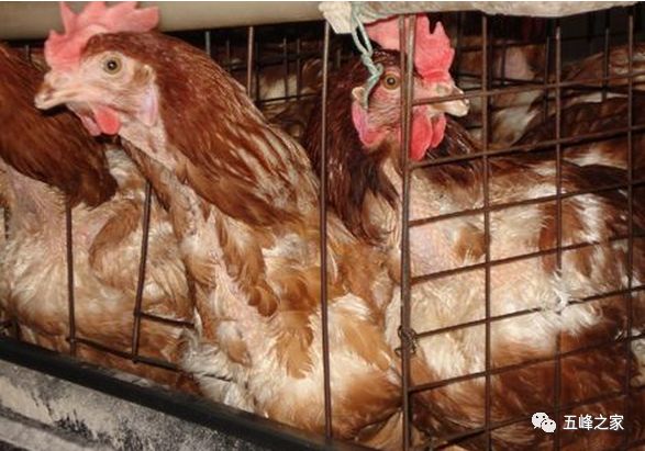 肉毛雞價(jià)格最新行情分析與趨勢(shì)預(yù)測(cè)