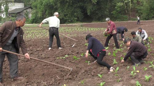 合川香龍鎮(zhèn)新任書記的溫馨日常風(fēng)采展示